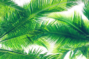 Fototapeta na wymiar Green palm trees at sunny day on white background. Vintage natural pattern. Retro summer beach tropical design. Travel background. Tropical island exotic flora. Aloha Hawaii. Miami paradise. Caribbean