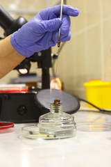 A medical worker in the laboratory disinfects the instrument on the flame of an alcohol lamp