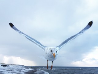seagull in flight