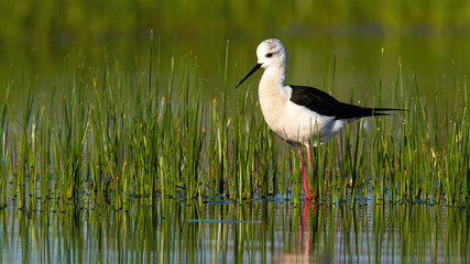 Lovely black-winged stilt, himantopus himantopus standing in water in spring nature with copy space. Stylish wading bird in swamp with green grass from side view. Animal wildlife in wetland.