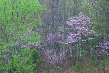 Spring landscape of redbuds in bloom, Cumberland Falls, Kentucky, USA
