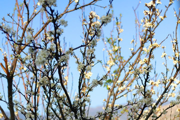 Dainty white blossoms on a tree. Selective focus.
