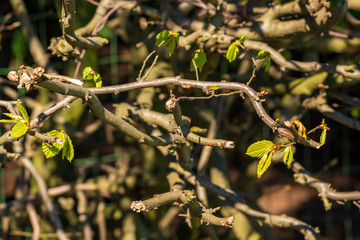 Harbingers of spring: Fresh shoots of a tree with green, small leaves in the sunlight