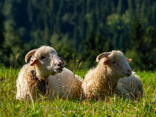 Two sheeps laying and resting on the meadow.