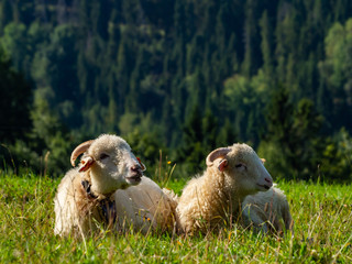 Fototapeta premium Two sheeps laying and resting on the meadow.