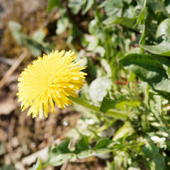 (Taraxacum officinale) Pissenlit commun ou dent-de-lion © Marc