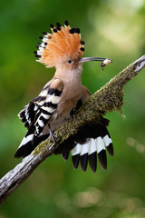 Attentive eurasian hoopoe, upupa epops, with open crest and wings with black and white stripes holding insect larva in beak. Fluffy wild bird with orange and brown feathers in summer forest.