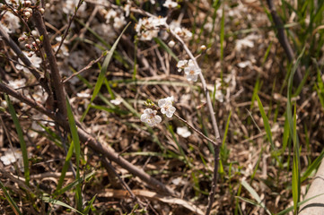 wild apricot blooming in spring, branches of an apricot tree in flowers, spring garden trees close,brown tree branches with white flowers on them