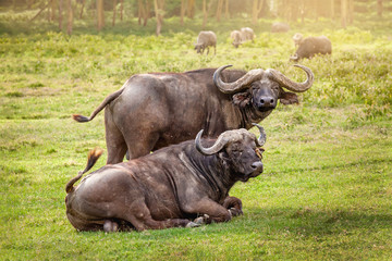 Obraz premium Buffalo in the grass