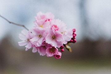 Fresh beautiful spring cherry blossoms blooms flowers
