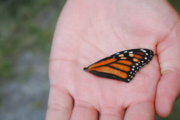 Hand Holding Single Monarch Butterfly Wing
