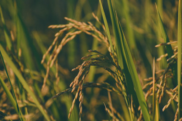 Rice plant agriculture field