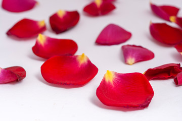 Red rose petals on white background.