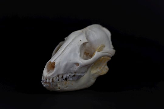 Skull of a raccoon dog, Nyctereutes procyonoides