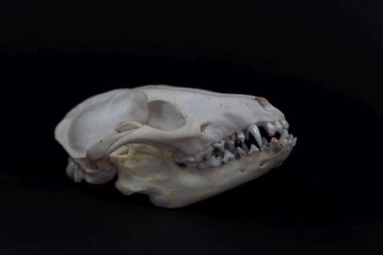 Skull of a raccoon dog, Nyctereutes procyonoides