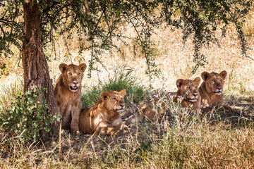 Group of lions in serengeti national park tanzania - obrazy, fototapety, plakaty