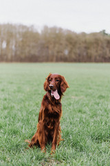 irish red setter dog