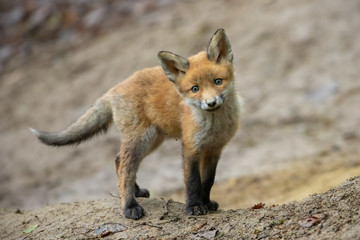Lovely red fox standing on brown ground in front of den hidden in forest. Adorable wild animal with blue eyes and furry tail looking into camera with interest