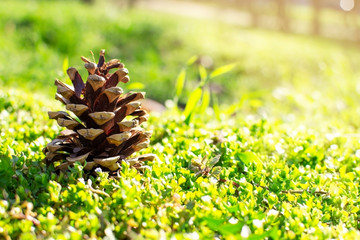 Naklejka na ściany i meble Closeup fir cone on green grass