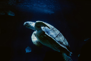Big turtle capture under water with beautiful light coming from above
