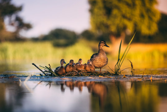 A family of ducks together in their nest, surrounded by water. 