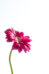 Pink gerbera isolated, against white sky, with copy space