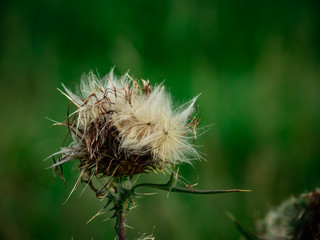 Close up of the dry thistle flowers with seeds spreading during end of summer, selective focus, green background.