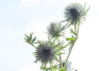 Seedheads of fullers teasel under blue sky. Dry flowers of Dipsacus fullonum, Dipsacus sylvestris,...