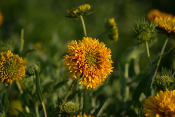 Marigold yellow flower in the garden