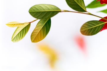 Spring fresh leaves composition isolated on white background. Minimalistic composition with space for text. Creative green nature background. Macro photography