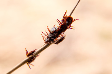 Mites on the stick in the begining of spring