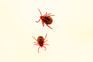 Two mites on the white background isolated