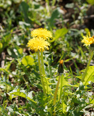 (Taraxacum officinale) Plant de pissenlit officinal avec ses fleurs jaunes sur tiges aux feuilles lobées et dentées à plat sur le sol © Marc