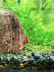 Neocaridina heteropoda Red Cherry in the aquarium on a coconut