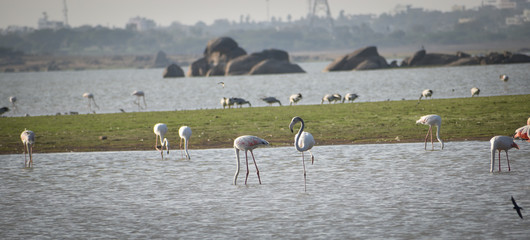 Lesser flamingo, Himayat Sagar Lake, Hyderabad