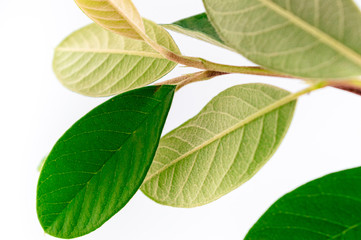 Spring fresh leaves composition isolated on white background. Minimalistic composition with space for text. Creative green nature background. Macro photography