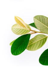 Spring fresh leaves composition isolated on white background. Minimalistic composition with space for text. Creative green nature background. Macro photography