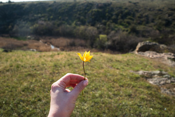 A yellow weighed field flower in his hand amid the sky