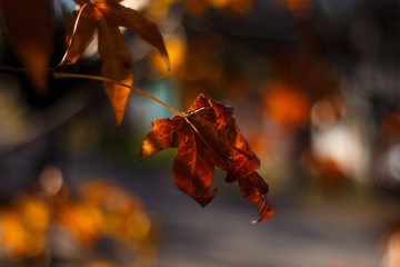 autumn leaves in the forest