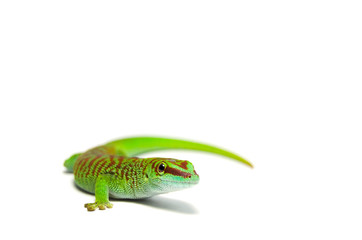 Phelsuma madagascariensis grandis