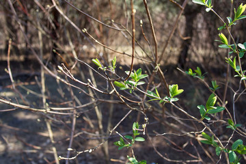 Spring green leaves of a tree on a background of brown branches, a symbol of new life