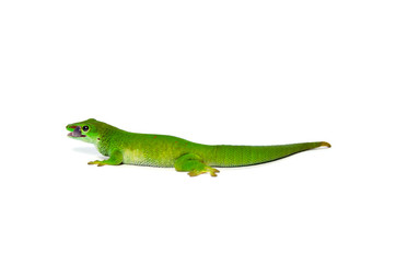Giant Day Gecko - White Background