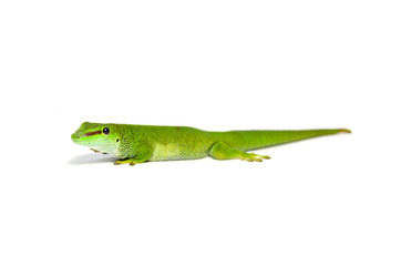 Madagascar Day gecko - gecko on white background
