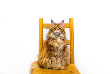 Długowłosy, rudy kot maine coon siedzący na krześle i ma przymrużone oczy na białym tle