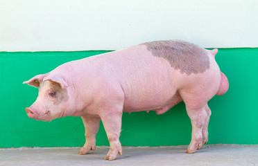 matriz  suina porco agro