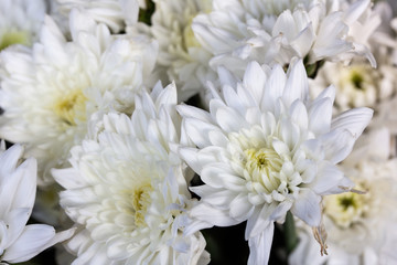 White Chrysanthemums or White Mums flowers background.
