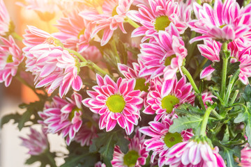 Pink and White Chrysanthemums or White Mums flowers background. Colorful Pink color and White color chrysanthemum pattern in flowers