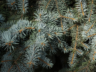 Naklejka na ściany i meble Close up branches of the blue spruce in the park.