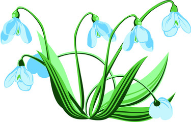 Fototapeta na wymiar The flowers are snowdrops. A few spring snowdrops grow out of the ground. Vector color isolated image.