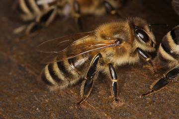 Bee, Honeybee, Nectar, Beehive, Entrance, Thuringia, Germany, Europe